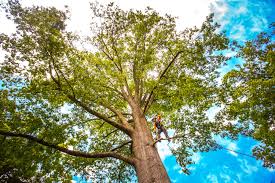 Best Lawn Dethatching  in Chester, MD