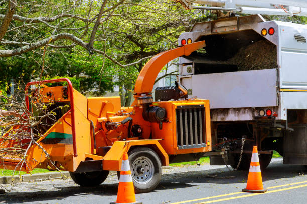 Best Tree Disease Treatment  in Chester, MD