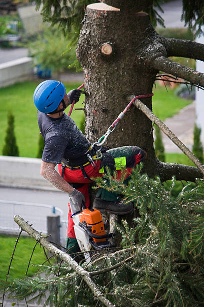 Best Pest Control for Lawns  in Chester, MD