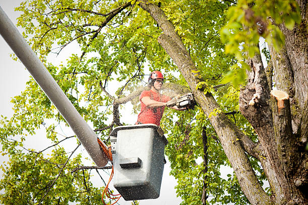 Best Tree and Shrub Care  in Chester, MD